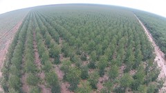 Eucalyptus Crops On Fazenda Vale do Buriti. <a style="margin-left:10px; font-size:0.8em;" href="http://www.flickr.com/photos/47172958@N02/12100410206/" target="_blank">@flickr</a>