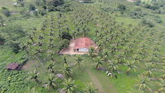 Fazenda Ipameri, The Coconut Project. <a style="margin-left:10px; font-size:0.8em;" href="http://www.flickr.com/photos/47172958@N02/12203525424/" target="_blank">@flickr</a>