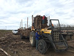 GWD Forestry timber harvest Btrazil 2017 <a style="margin-left:10px; font-size:0.8em;" href="http://www.flickr.com/photos/47172958@N02/38726091954/" target="_blank">@flickr</a>