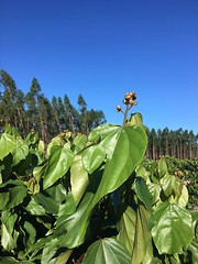 GWD Forestry Urucum plantation <a style="margin-left:10px; font-size:0.8em;" href="http://www.flickr.com/photos/47172958@N02/24568070377/" target="_blank">@flickr</a>