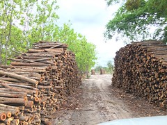 Acacia thinning timber GWD Forestry <a style="margin-left:10px; font-size:0.8em;" href="http://www.flickr.com/photos/47172958@N02/38556167195/" target="_blank">@flickr</a>