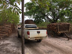 GWD forestry timber harvest Brazil <a style="margin-left:10px; font-size:0.8em;" href="http://www.flickr.com/photos/47172958@N02/38726093484/" target="_blank">@flickr</a>
