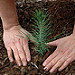plant a tree A photo on Flickr