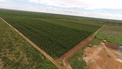 Eucalyptus Clone Crops On Fazenda Santa Maria. <a style="margin-left:10px; font-size:0.8em;" href="http://www.flickr.com/photos/47172958@N02/12099928413/" target="_blank">@flickr</a>