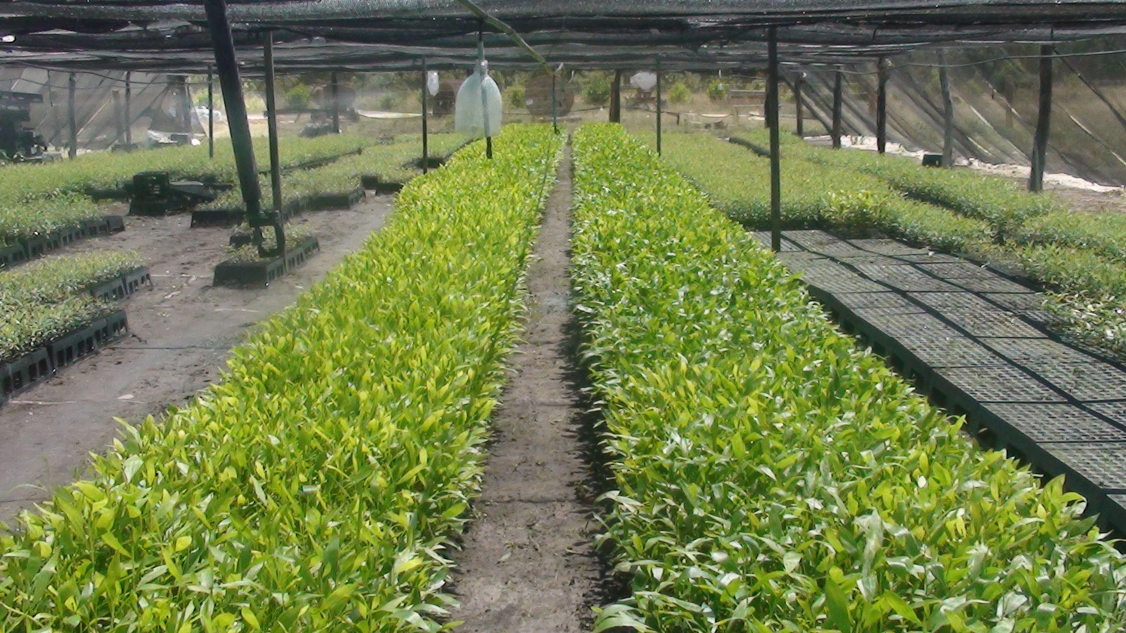 Seedlings under cover October 12th (4)