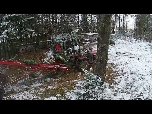 Greenwood Management loading Christmas trees for delivery