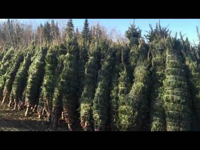 Greenwood Management harvested Christmas trees